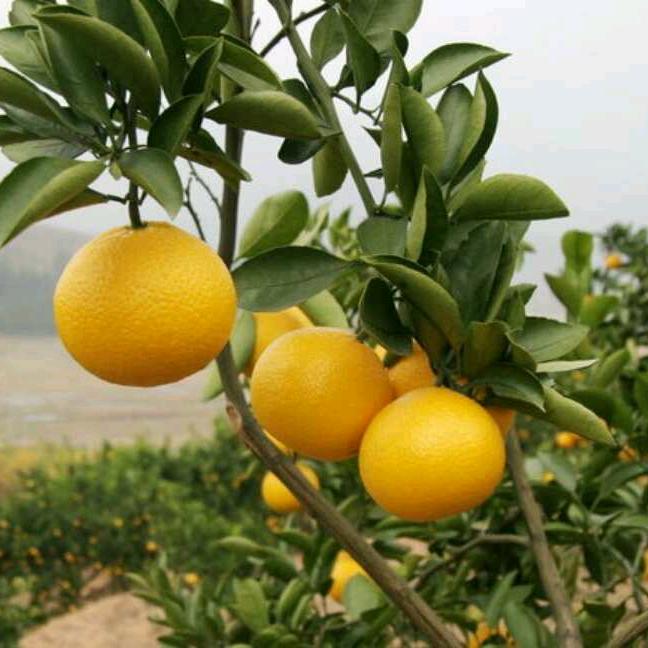 @光哥（朱晓光）