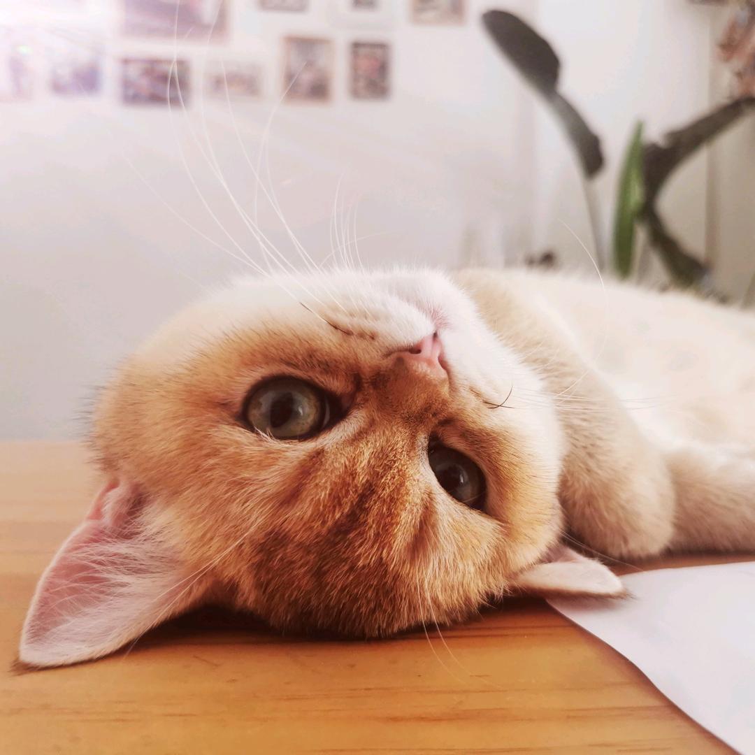 小年