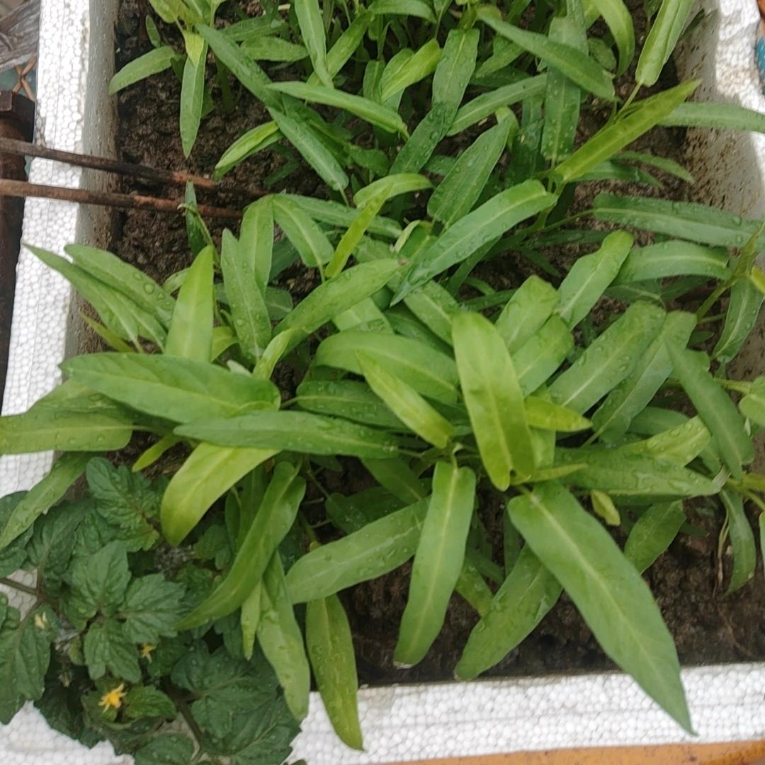 甜心王子