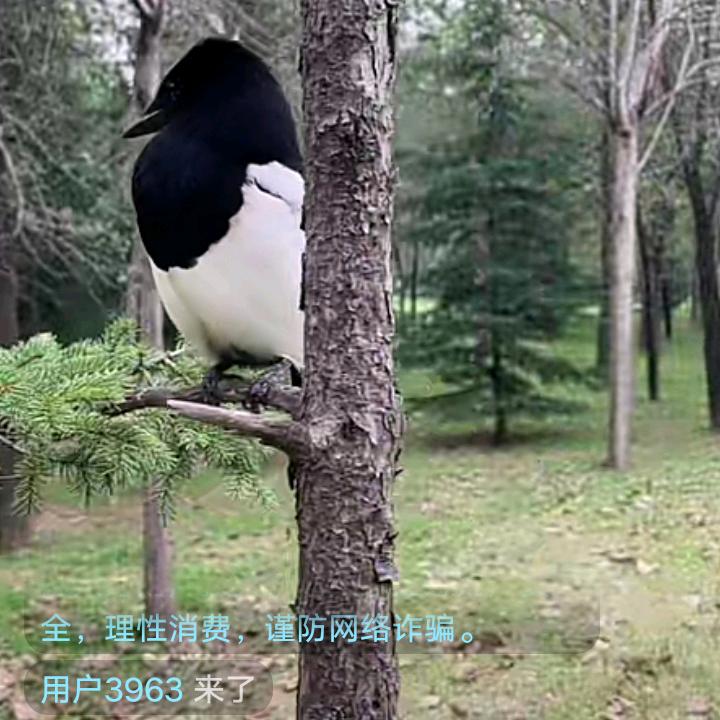 用户3963
