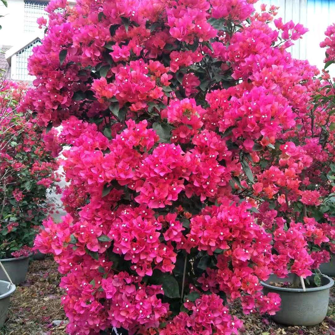 须尽欢花卉