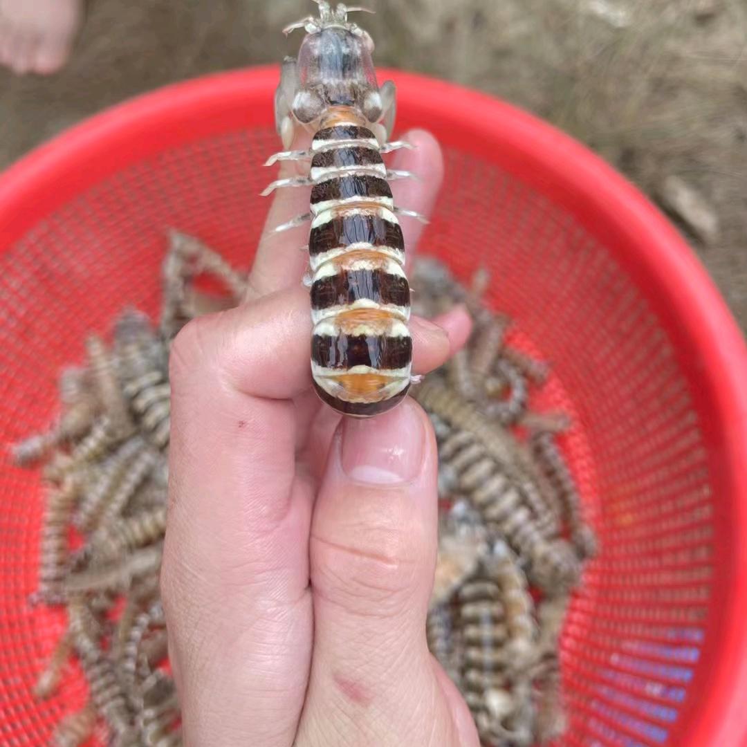 小羊哥赶海
