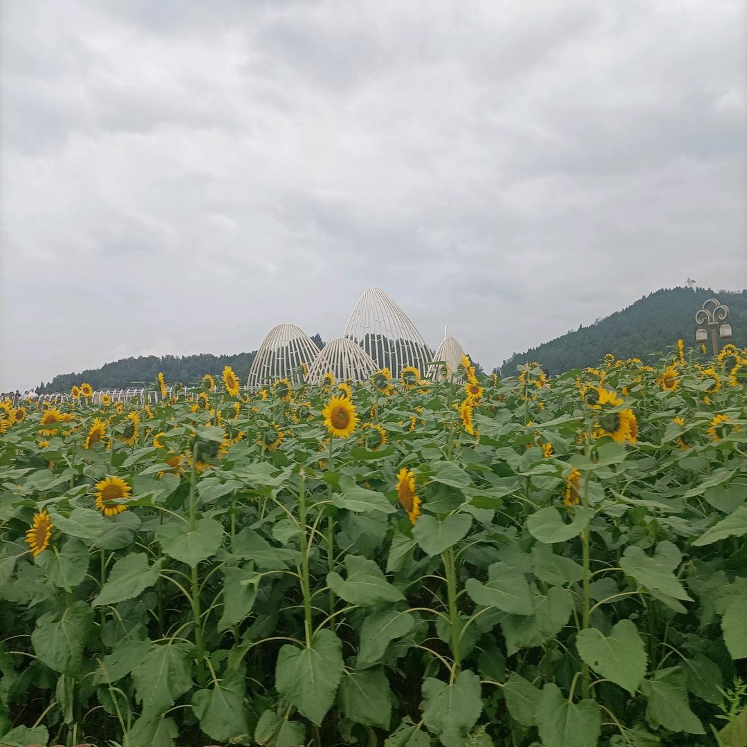 豪言（花椒盐盐）