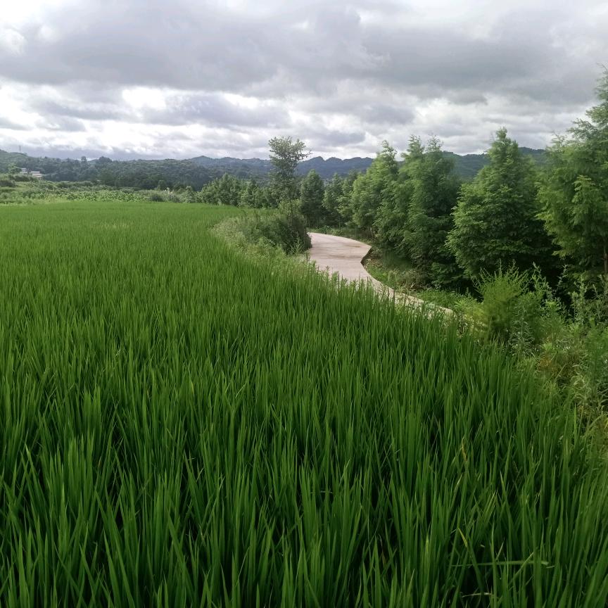 陆浑镇