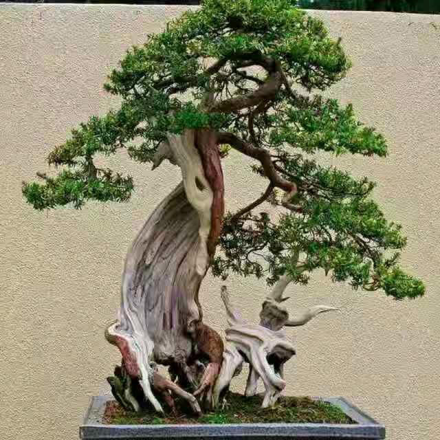 清楓