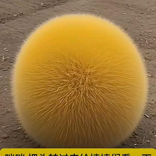夹得劲