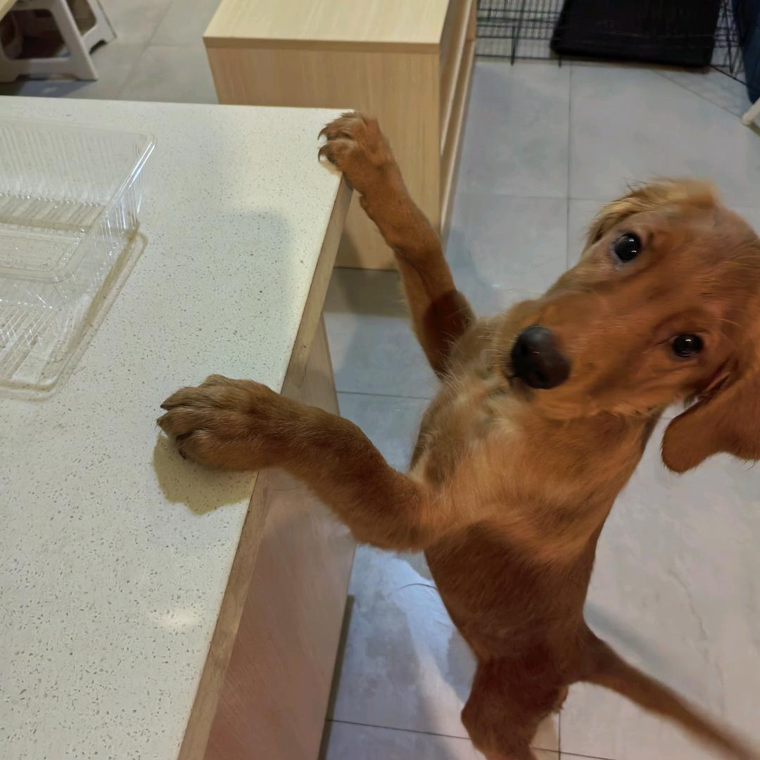 王小九成长日记