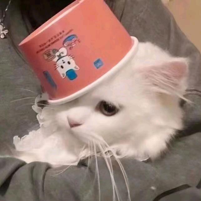 🍋柠檬꒰ᵔ•̀з•́ᵔ꒱