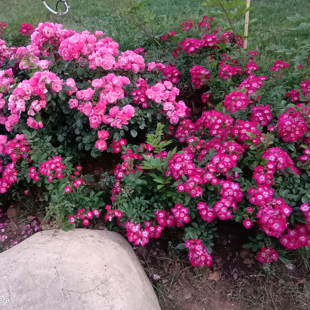 ☞只吃饭不洗碗☜