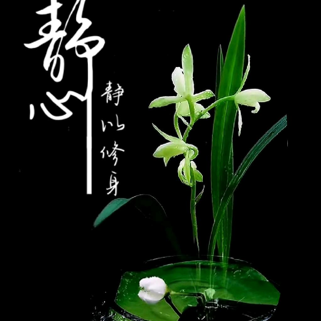 开心.LAOFAN