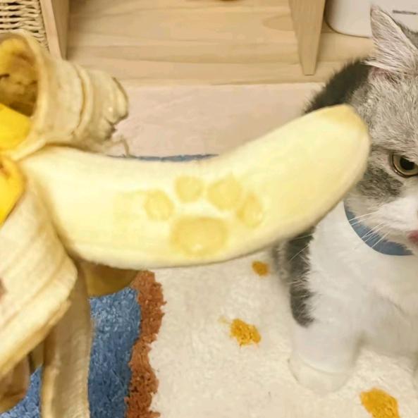 肥团