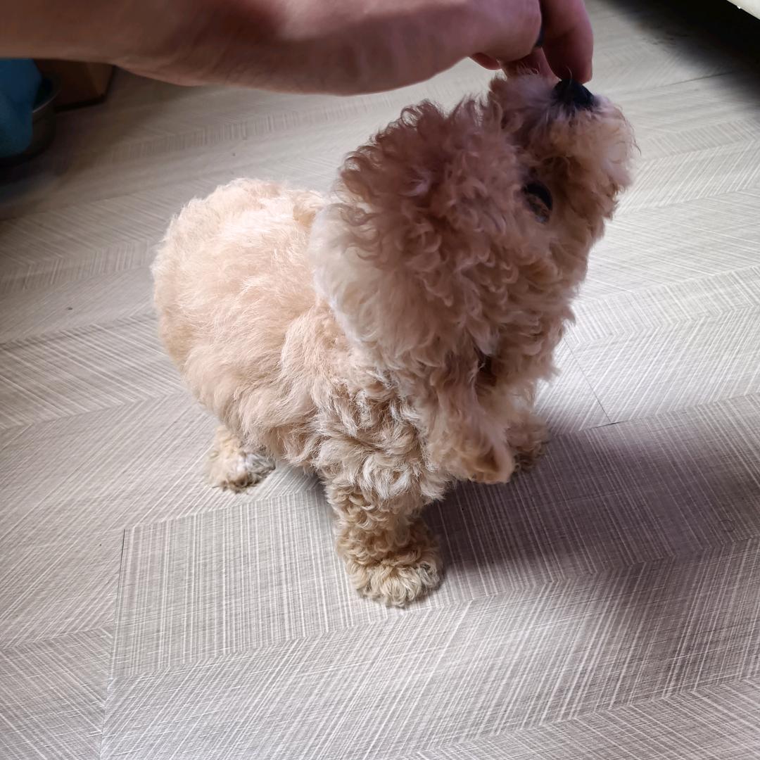 小布点《关注》