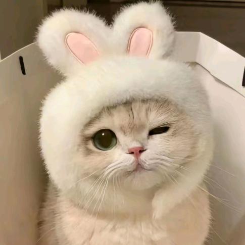 小猫可爱