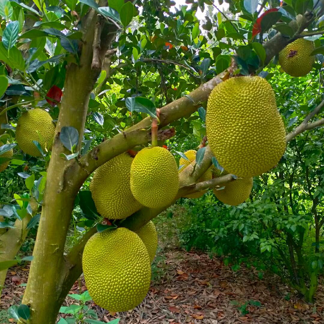 红丰菠萝蜜王子（阮牛精品菠萝蜜）