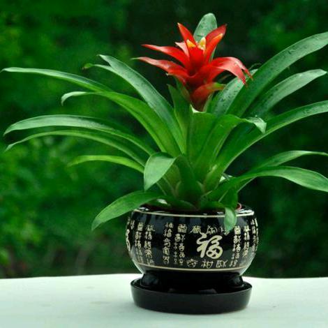 (花开富贵)
