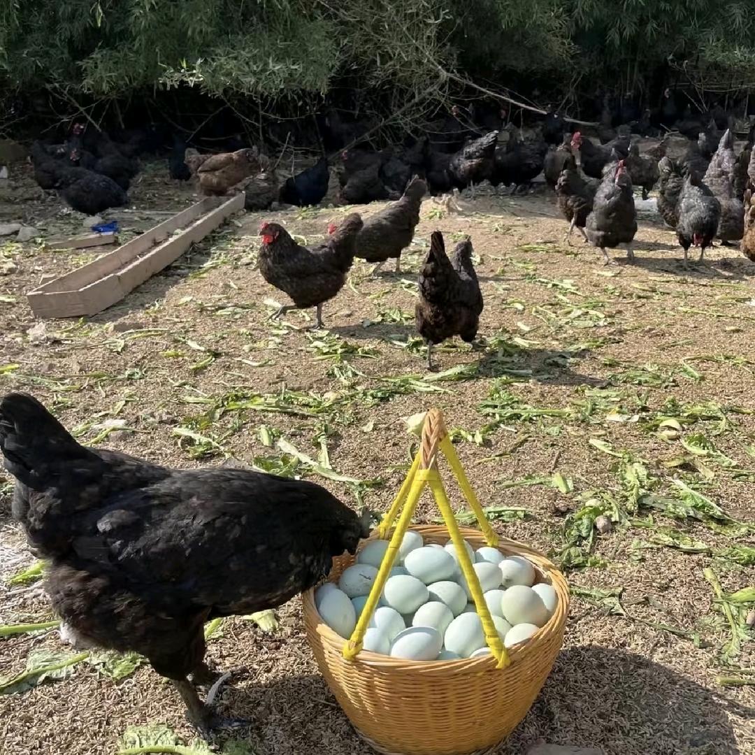 ♡阿龙♡🐔｛绿壳土鸡蛋｝