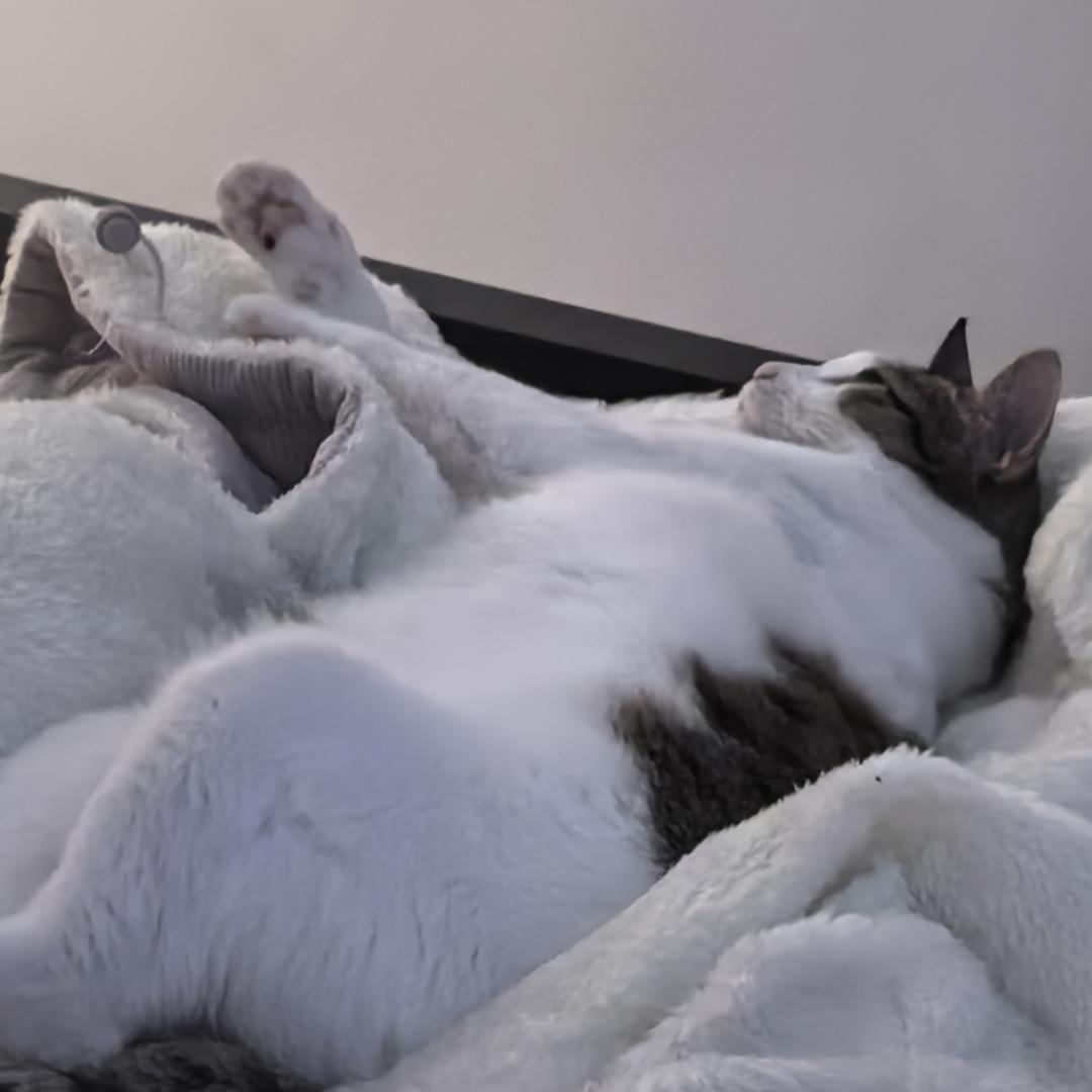 晶晶是晶晶不是青青不是菁菁