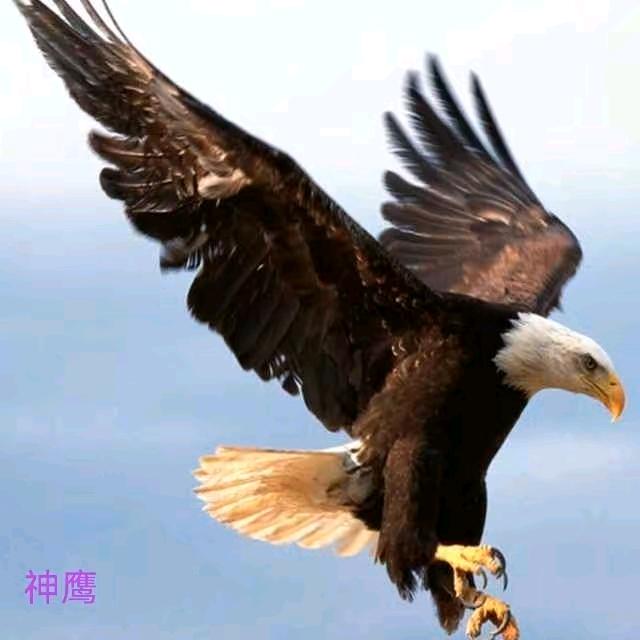 自由飞翔的鹰《神鹰》