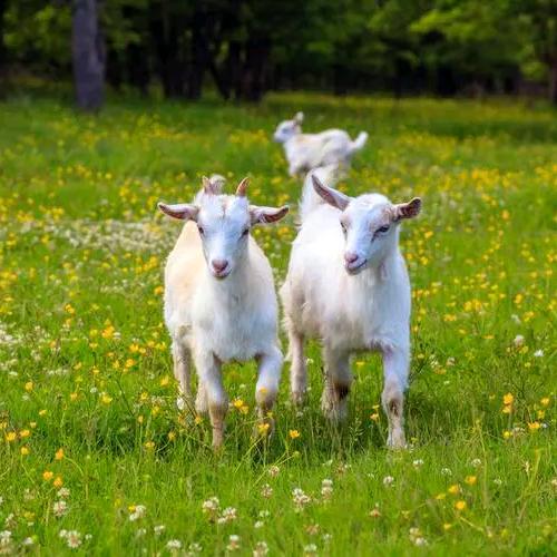 万邦牛羊肉～小周