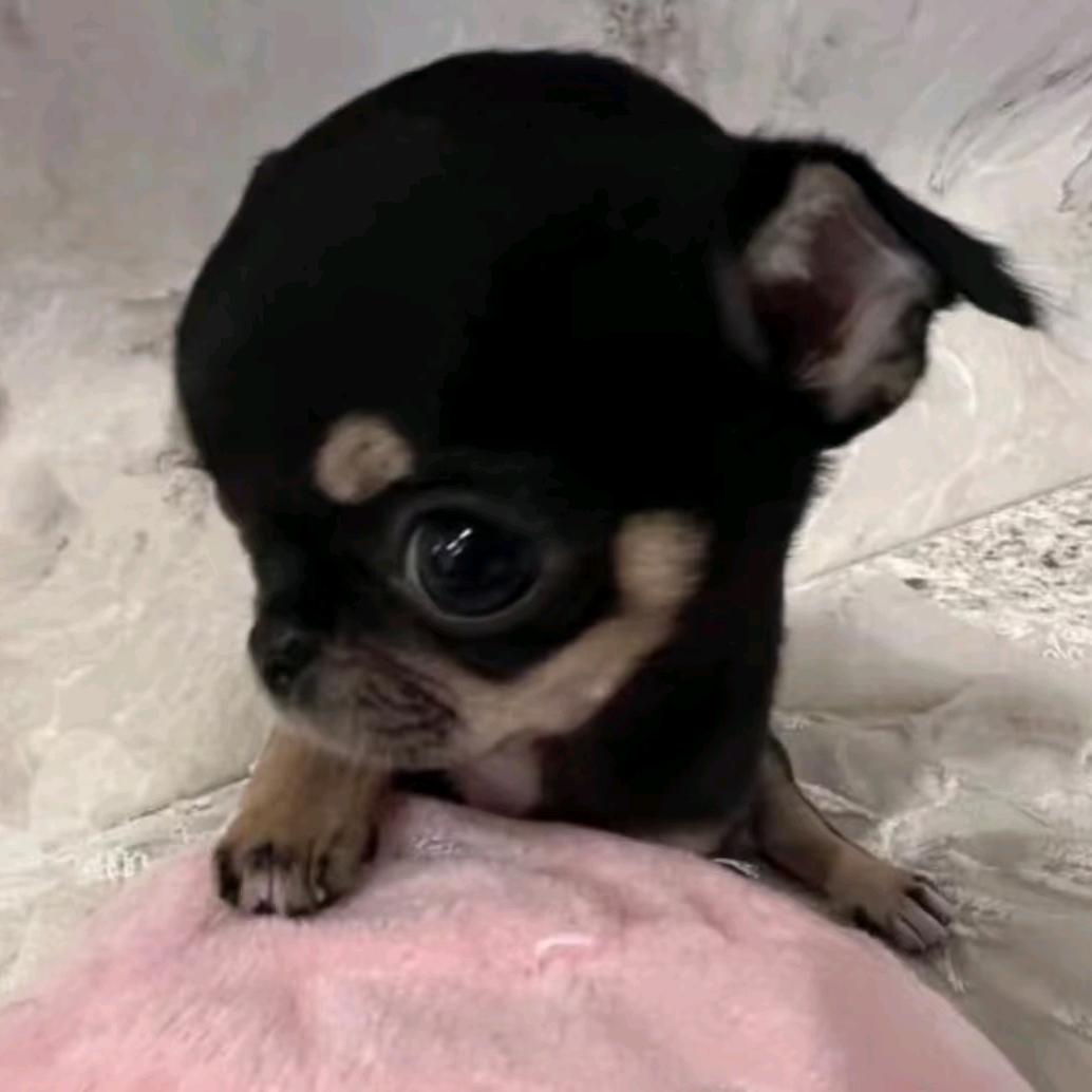 小吉HZ★