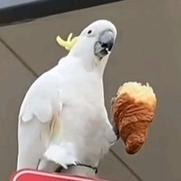 阿伯拉阿阿伯拉伯欧