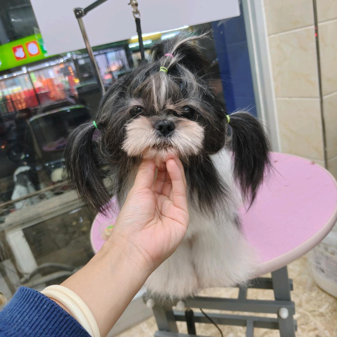 宠物美容师（小敏）