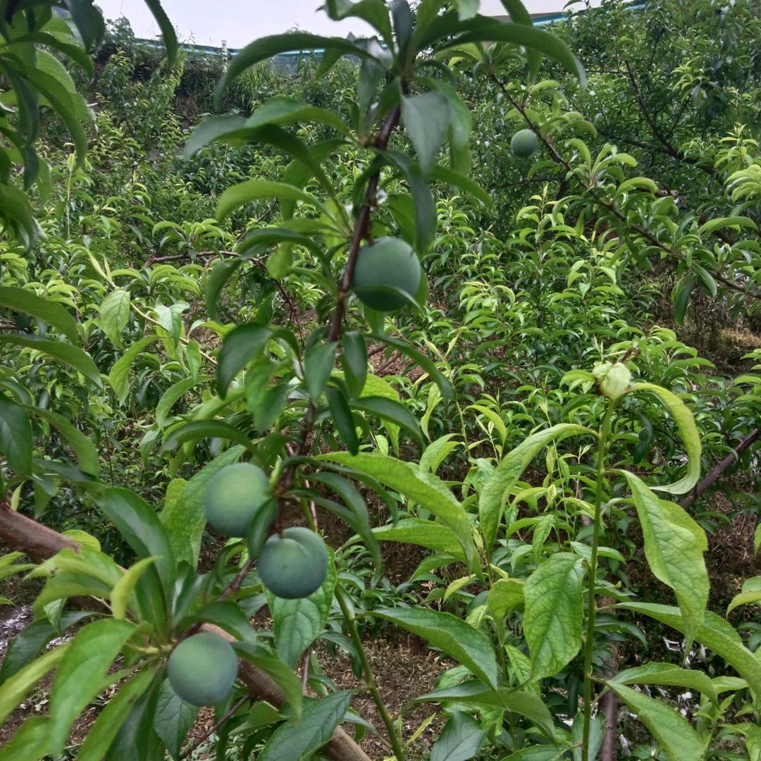 龙水蜂糖李