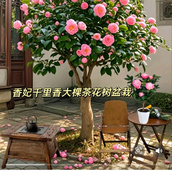 言言