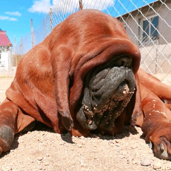 杜莎犬