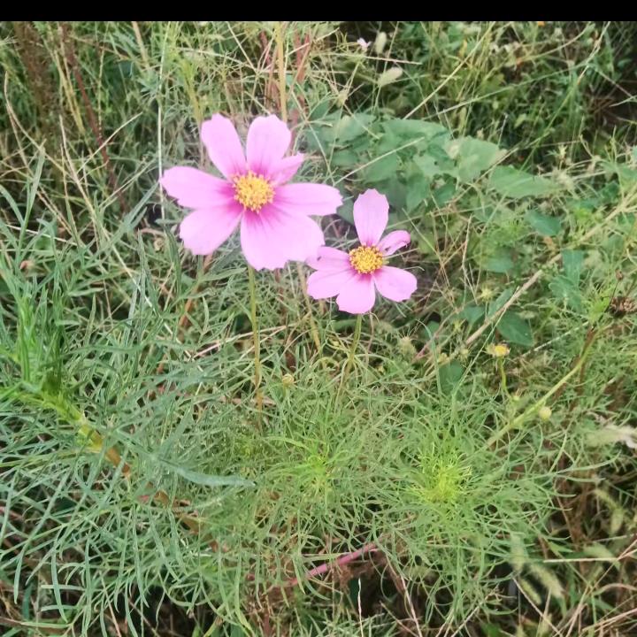 欣悦❤ 如然