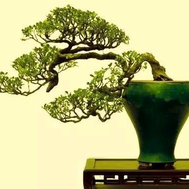 仟禧绿植盆景