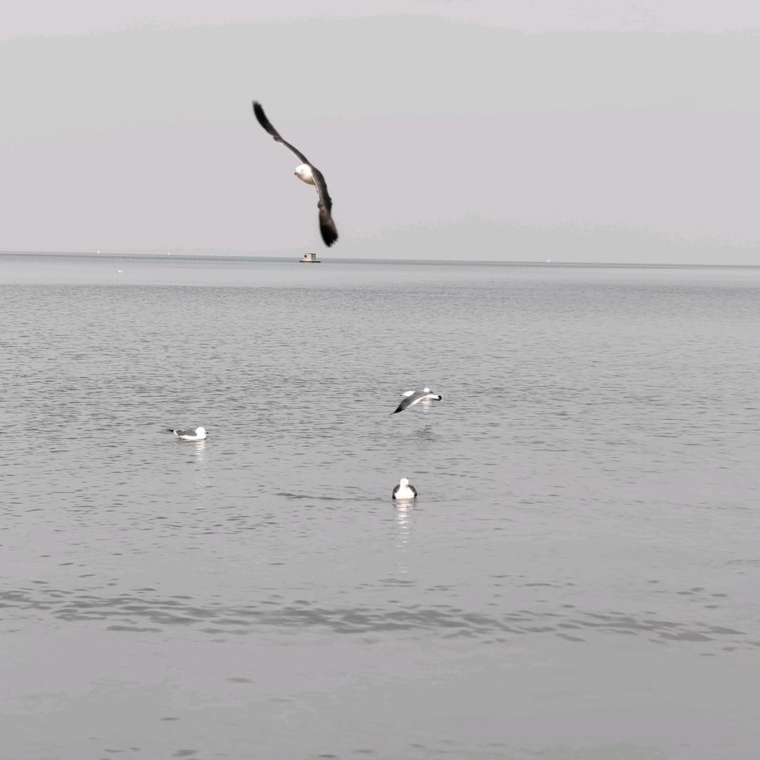 陽光