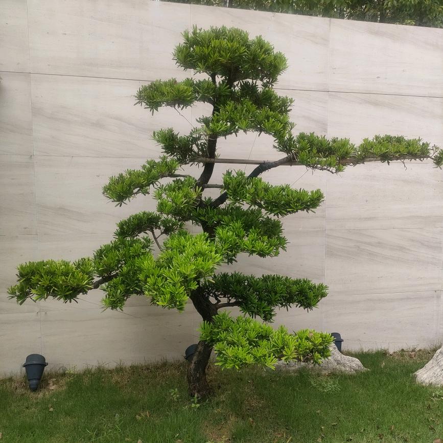 阿财