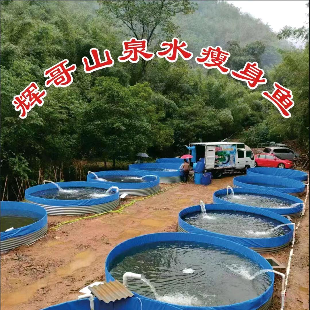 （辉哥）清水鱼