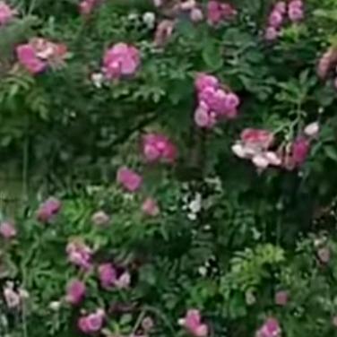 花辞树