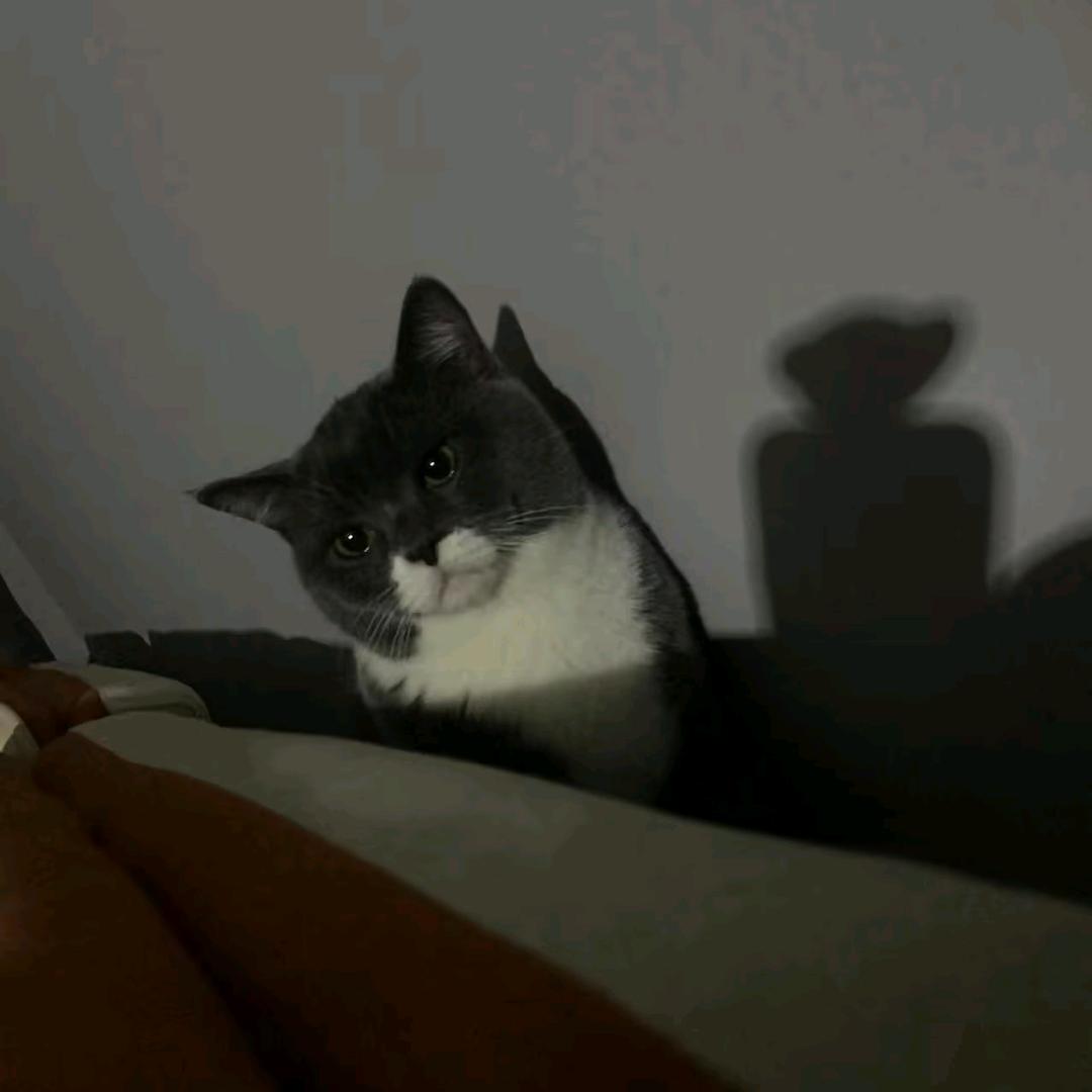 洪冶