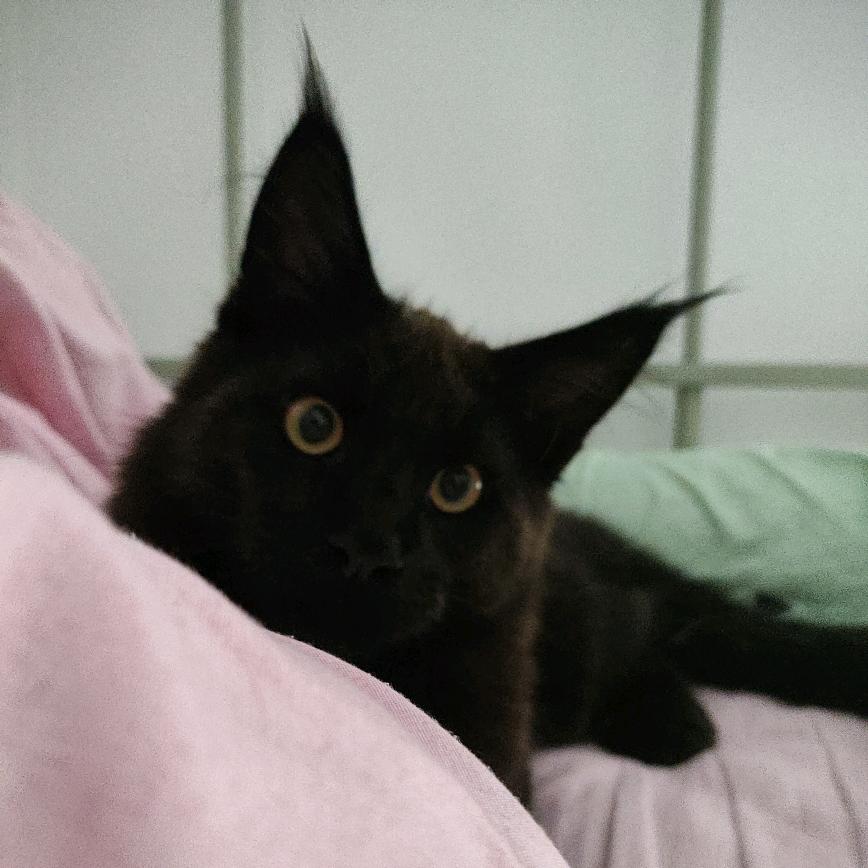 疯狂开心超人