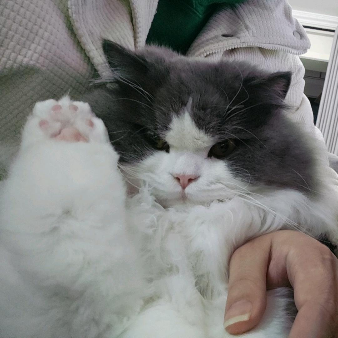 团团是只猫