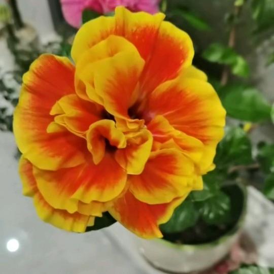 手机用户72402648451