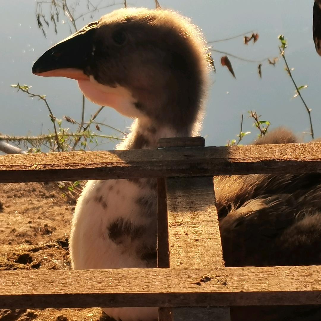 生态养殖特大种黑狮