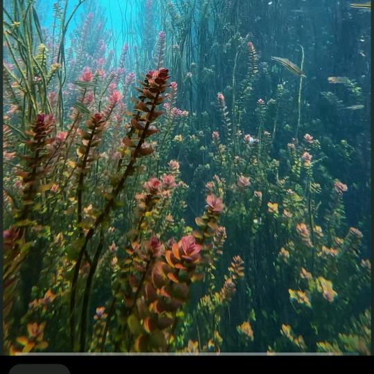 ╭(╯ε╰)╮凋零