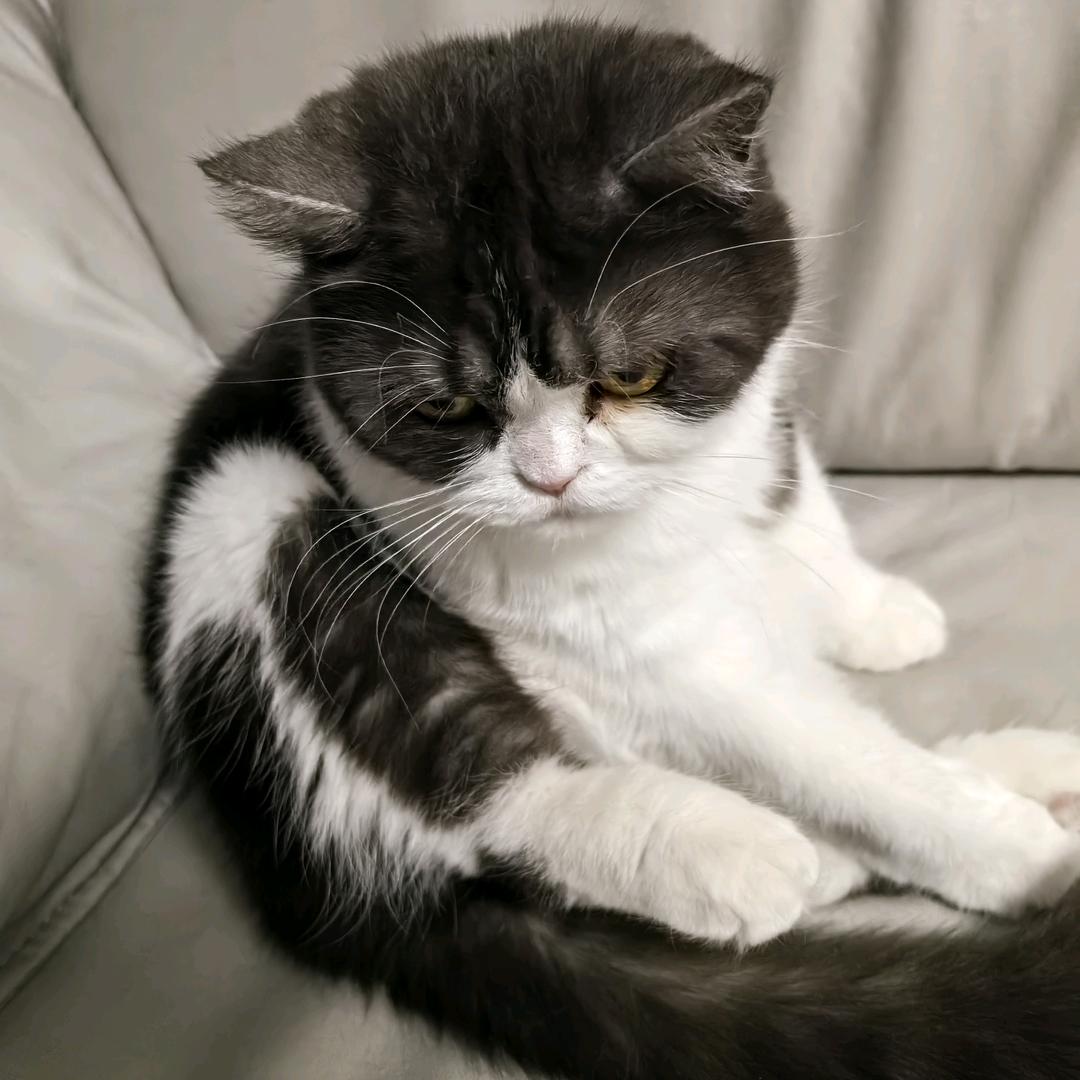 超级猫猫大王