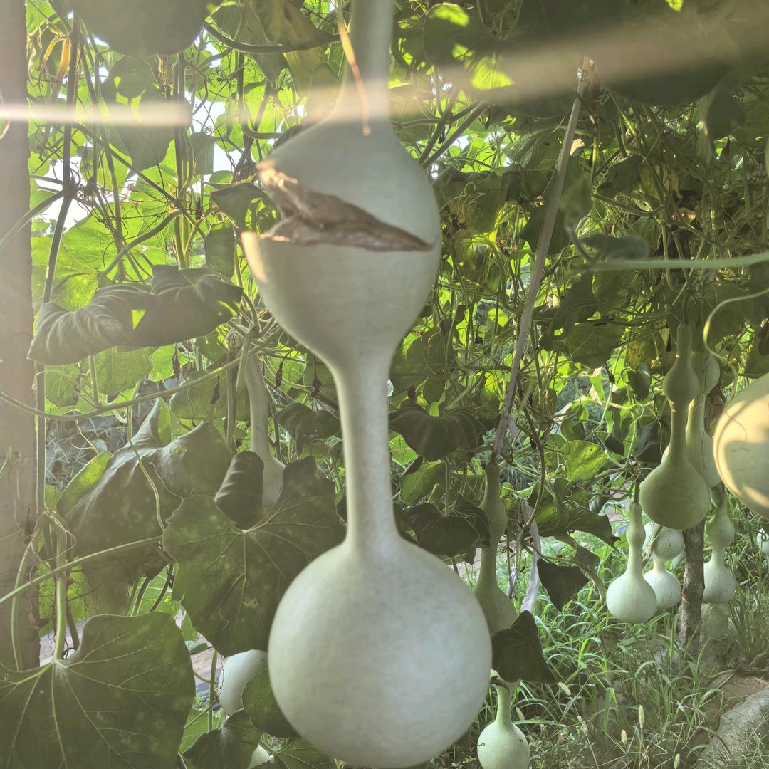 蟠桃文艺工艺优品店