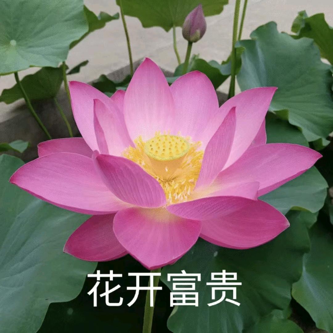 笑看人生