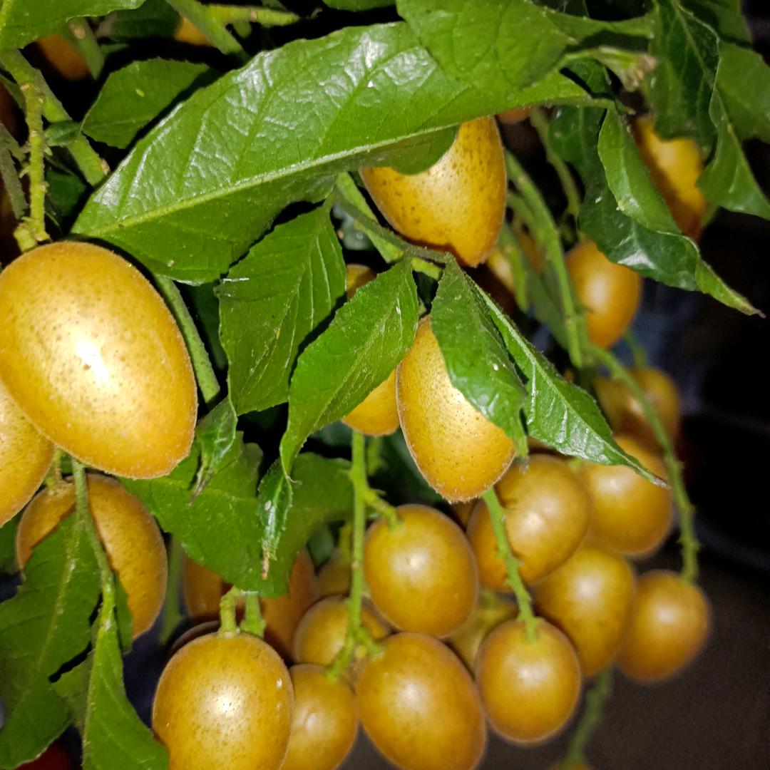 榴花