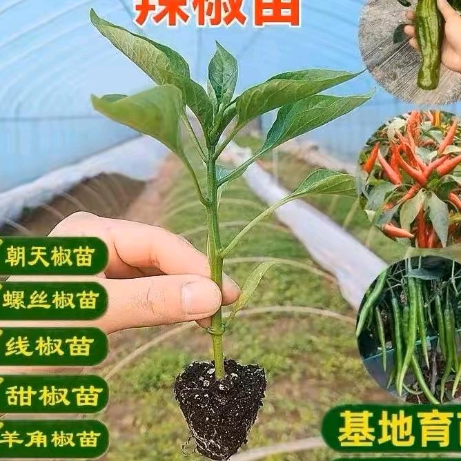 丰满园苗圃