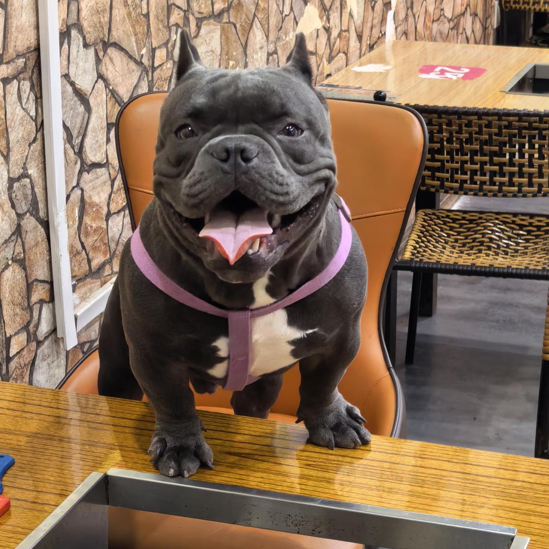 钢蛋儿是只小恶霸呀