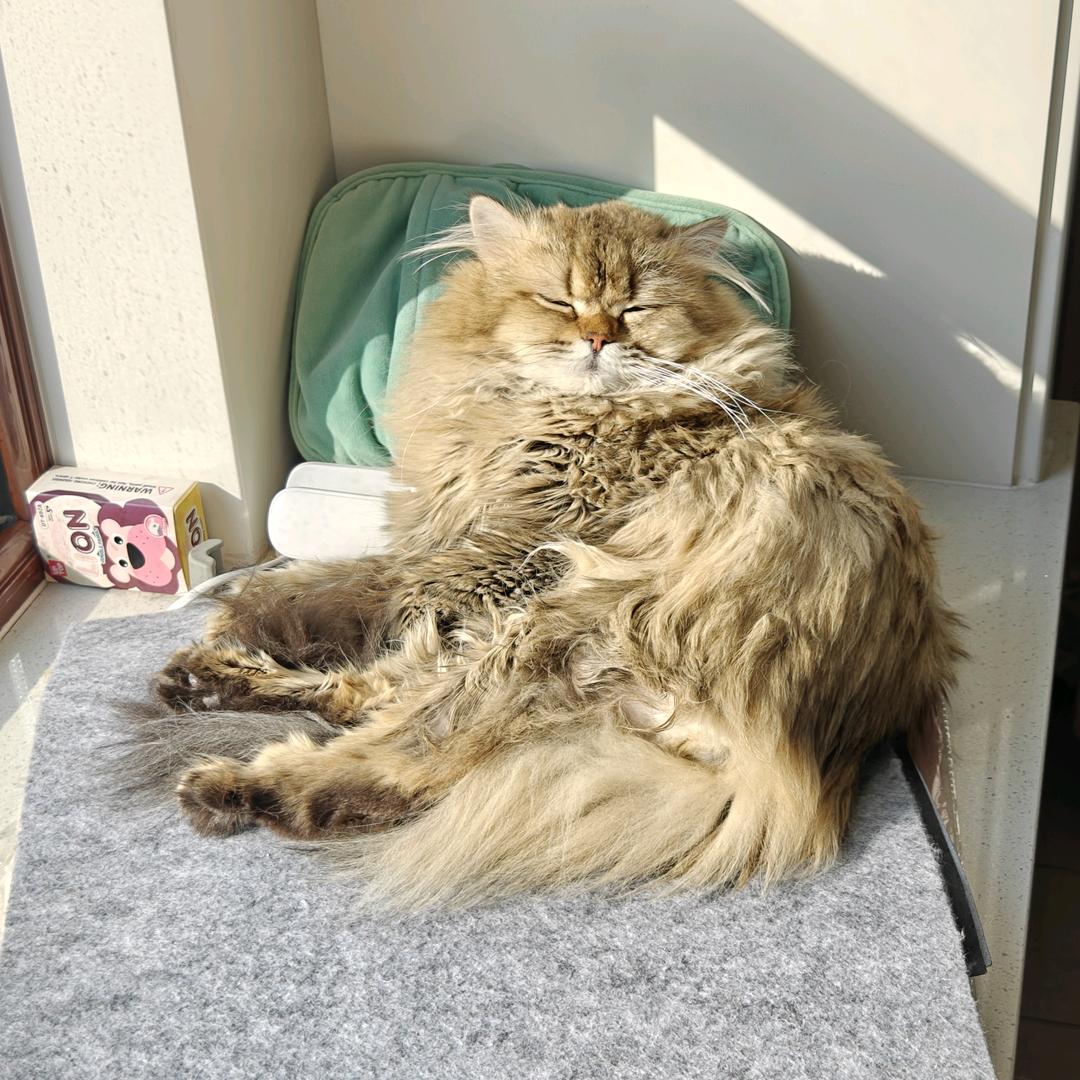 跳跳是只猫~