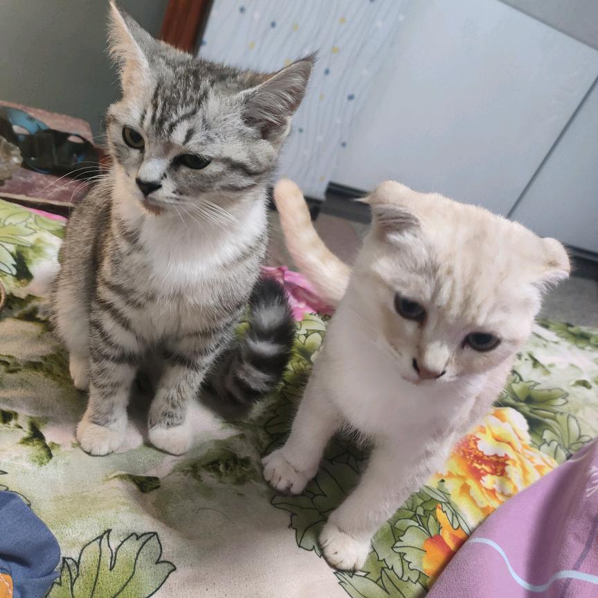 🥀ঞ石头爱号者💞࿐