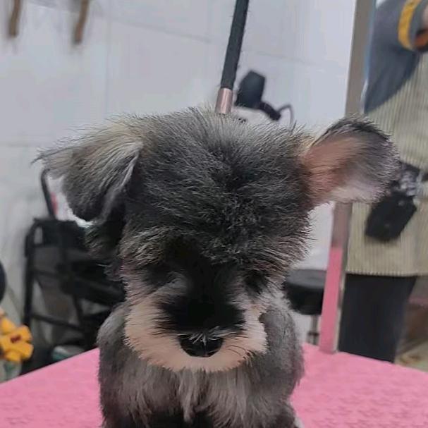 一只耳.金豆儿